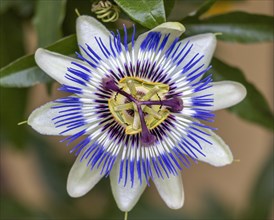 Blue passion flower