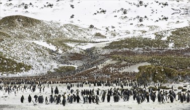 A colony of penguins in Antarctica