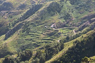 Terraced fields in the Anaga Mountains