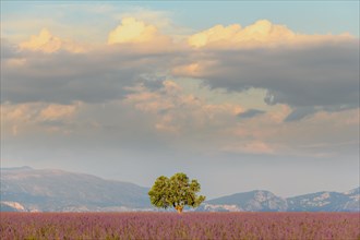 Lone tree in a lavender field on the plateau of Valensole in Provence
