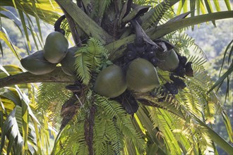 Seychelles Palm