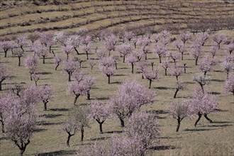 Blooming almond orchard on mountain slope