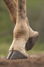 Legs and hooves of a giraffe