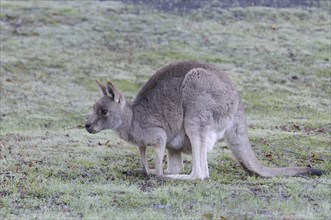 Eastern grey kangaroo