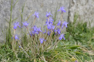 Moraea sisyrinchium