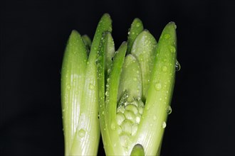 Green leaves of the hyacinth