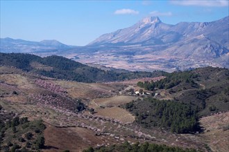 Valley of flowering almond orchards with La Muela mountain
