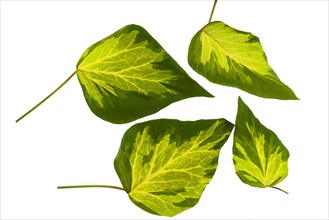 Structures of Ivy leaves