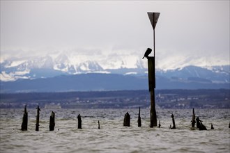 Old wooden groynes at low water and storm on Lake Constance