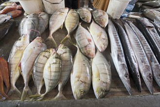 Fish Market at Sir Selwyn Selwyn-Clarke Merket