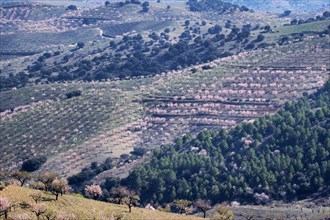 Several almond trees in blossom on mountain slope