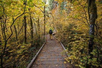 Hiker on logging trail in autumnal forest