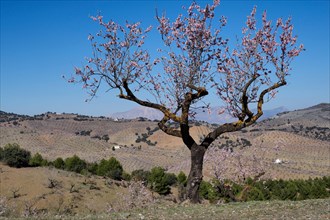 Single almond tree in blossom