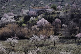 Several flowering almond trees in front of country house on mountainside