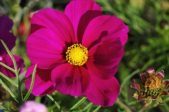 Mexican aster