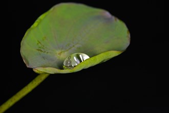 A leaf of the Indian lotus