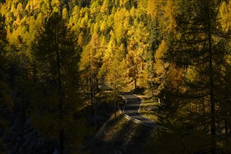 Road in autumnal larch