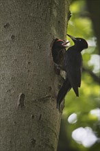 Black woodpecker