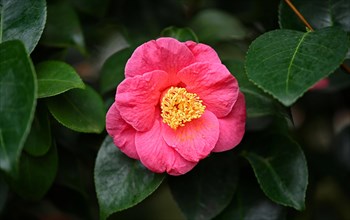 Flower of a japanese camellia