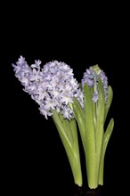 Inflorescence with water drops of the hyacinth