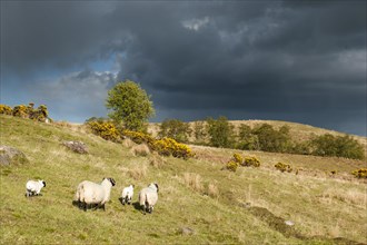 Grazing sheep on Conic Hill