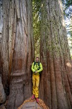 Hiker standing between two thick western red cedar