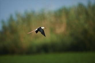Black-winged stilt