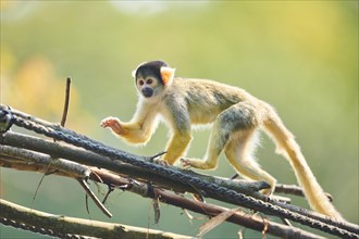 Common squirrel monkey