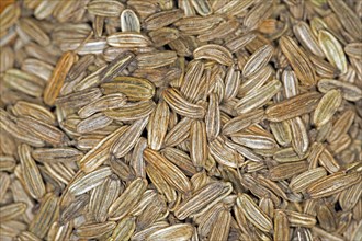 Close-up of fennel seeds