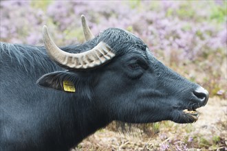 Water buffalo