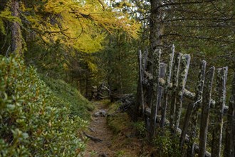 Fence with autumn larches