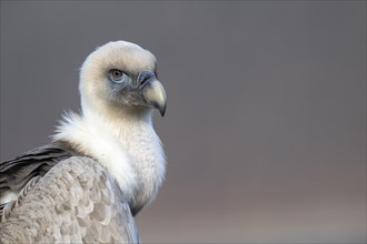 Griffon vulture