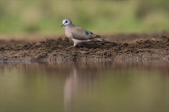 Emerald-spotted wood dove