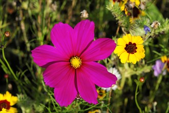 Mexican aster