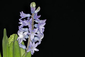 Close-up of the inflorescence of the blue hyacinth