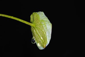 A leaf of the Indian lotus