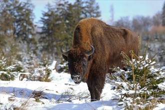European bison