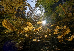 Sun shining between yellow autumnal leaves