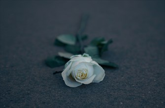 White Rose on a stele of the Holocaust Memorial