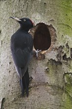 Black woodpecker
