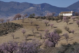 Blossoming almond plantation with white farmhouse