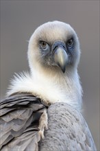 Griffon vulture