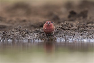 Red-billed firefinch