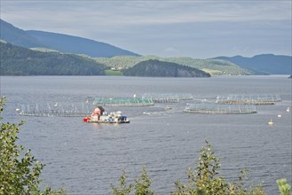 Salmon farm in Kvernes Fjord