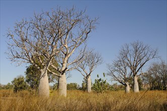 Australian boab