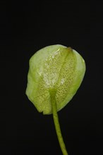 A wet leaf of the Indian lotus