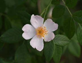 Flower of a dog rose