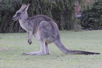 Eastern grey kangaroo