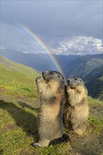 Alpine Marmot