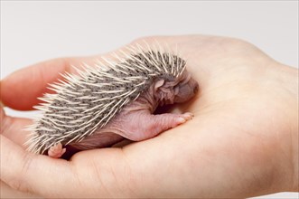 European european hedgehog